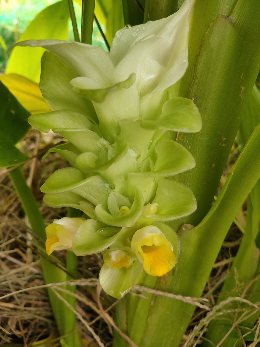 秋ウコン のtwitter検索結果 Yahoo リアルタイム検索