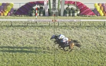 ジーティードレス、京都競馬で勝利！その活躍はSNSを沸かせた