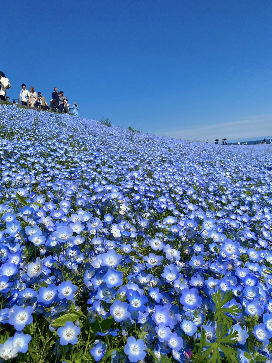 国営ひたち海浜公園」のYahoo!リアルタイム検索 - X(旧Twitter 国営ひたち海浜公園」のYahoo!リアルタイム検索 - X(旧Twitter