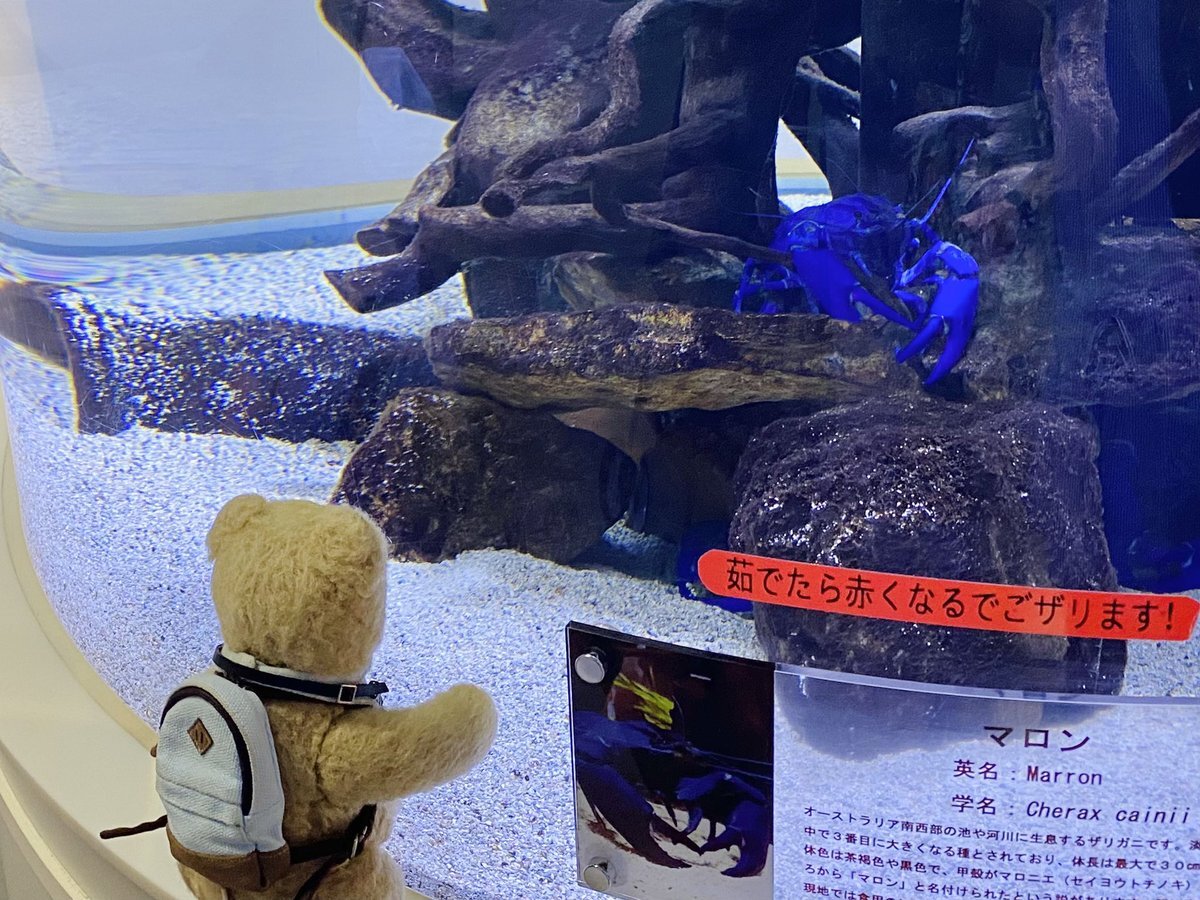 カラフルザリガニ のtwitter検索結果 Yahoo リアルタイム検索