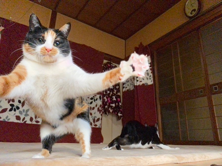 大きめの猫、一体どんな猫？