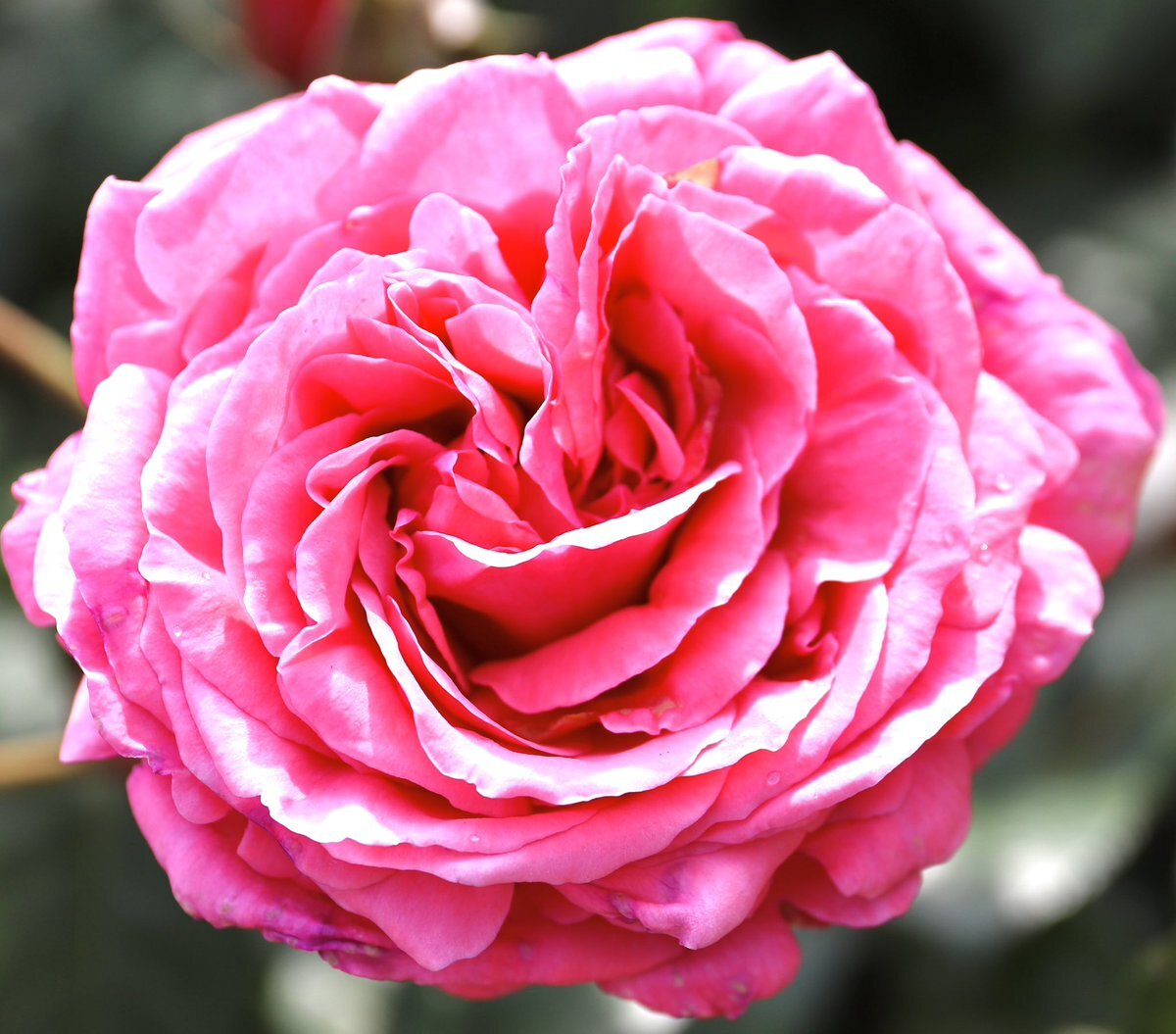 【送料無料】瀬奈じゅんさん掲載ページ（ポスターサイズ）#2988 送料無料】瀬奈じゅんさん掲載ページ（ポスターサイズ）#2988