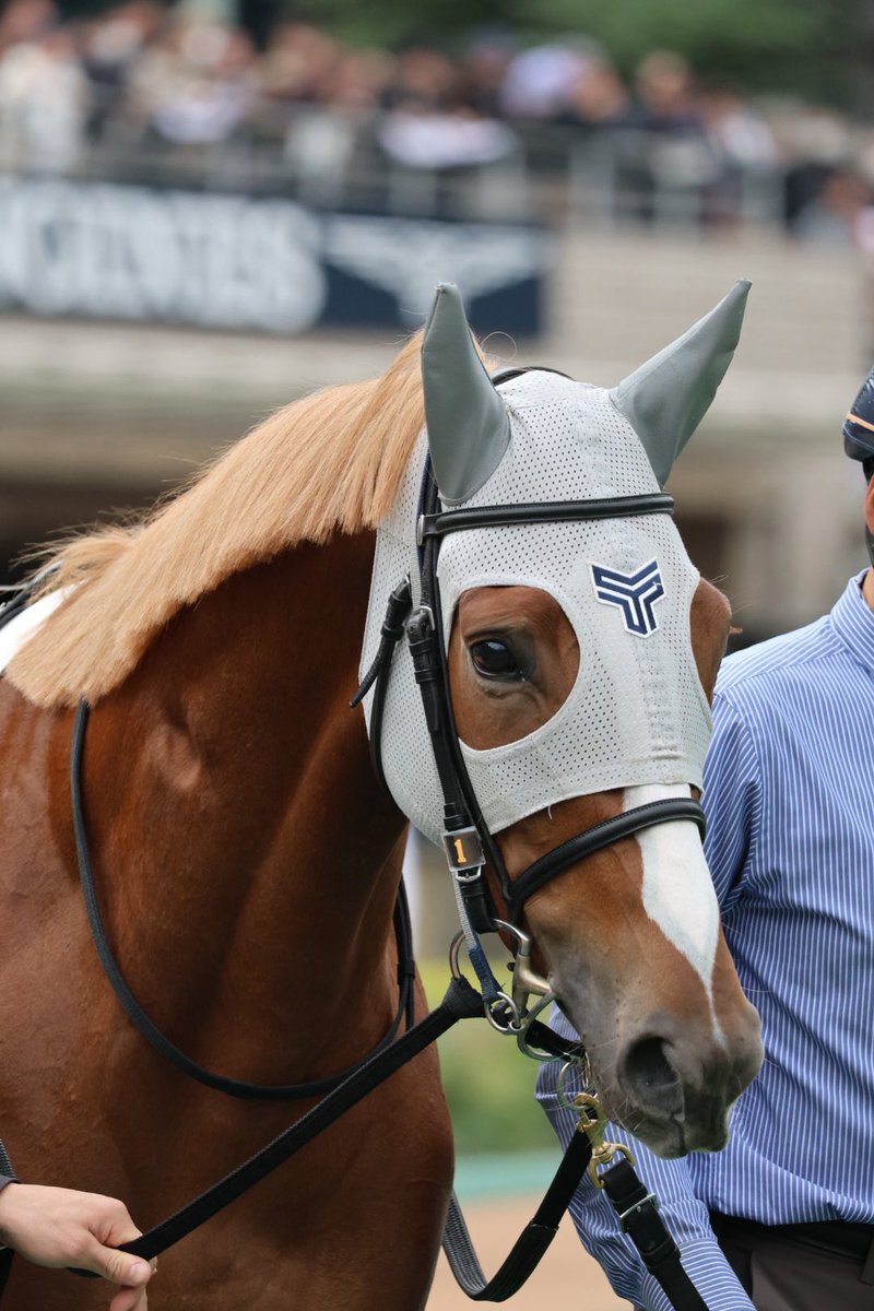 インテンスゲイズ、デビュー戦は6着！今後の活躍は？