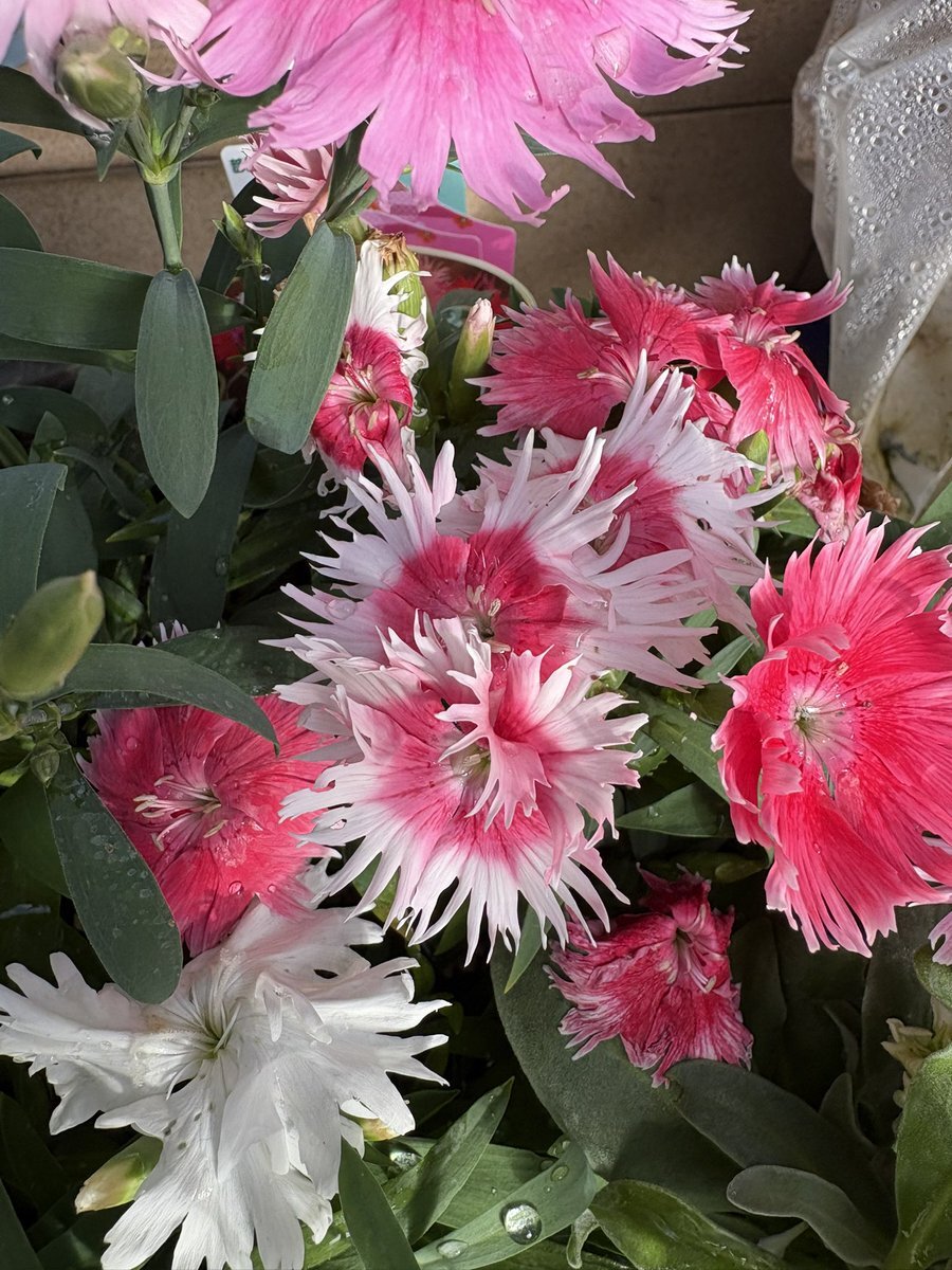 シクラメン」のYahoo!リアルタイム検索 - X（旧Twitter）を