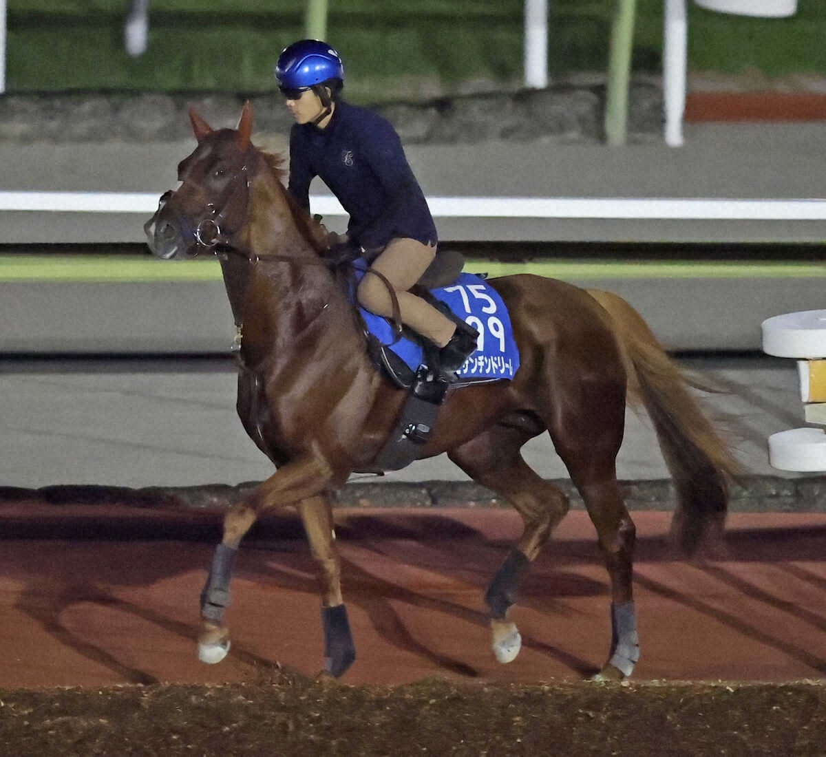 ビザンチンドリーム、香港ヴァーズに挑戦する！