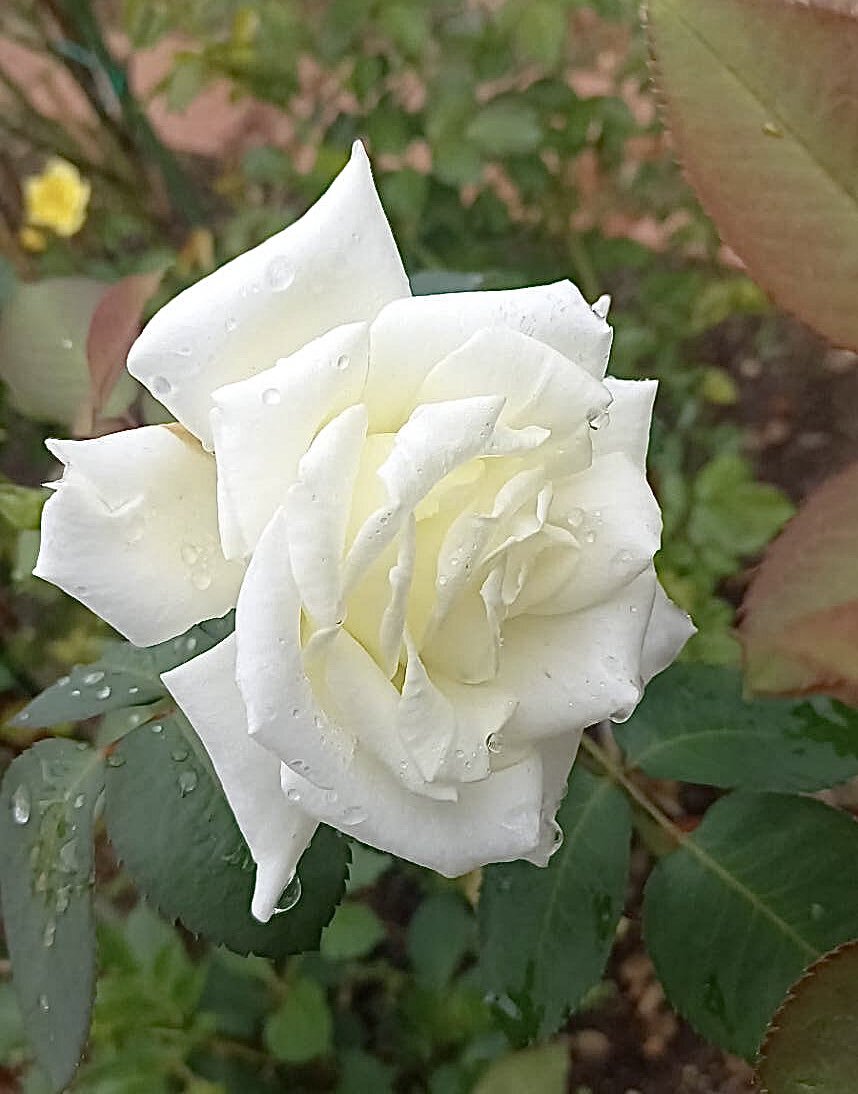 正代 草野」のYahoo!リアルタイム検索 - X（旧Twitter）を