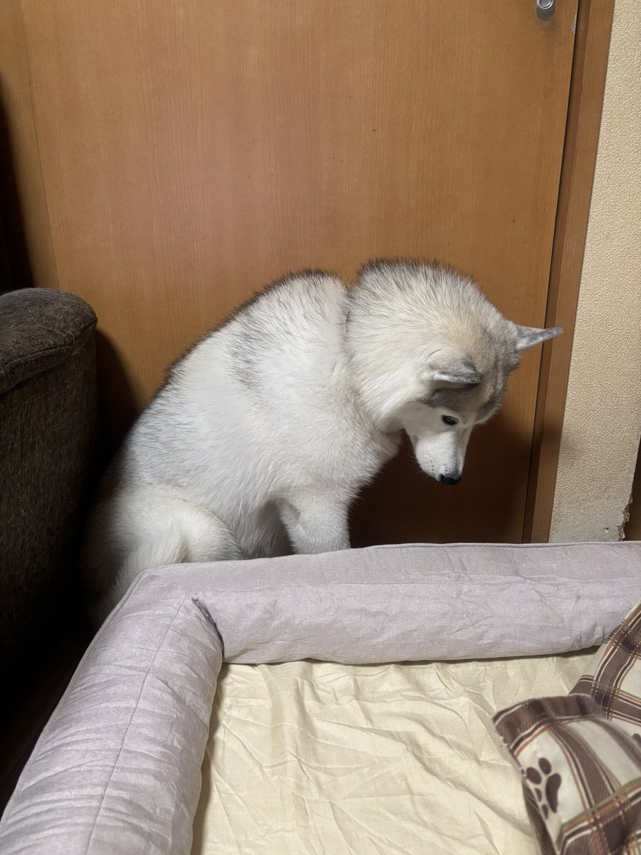 SHELLY」のYahoo!リアルタイム検索 - X（旧Twitter）をリアルタイム検索