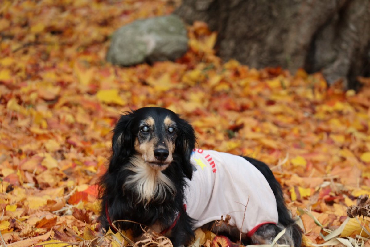 大分県で火災発生、170棟以上が焼失