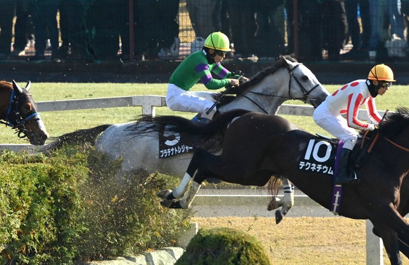 プラチナトレジャー、秋陽ジャンプS制覇！ 