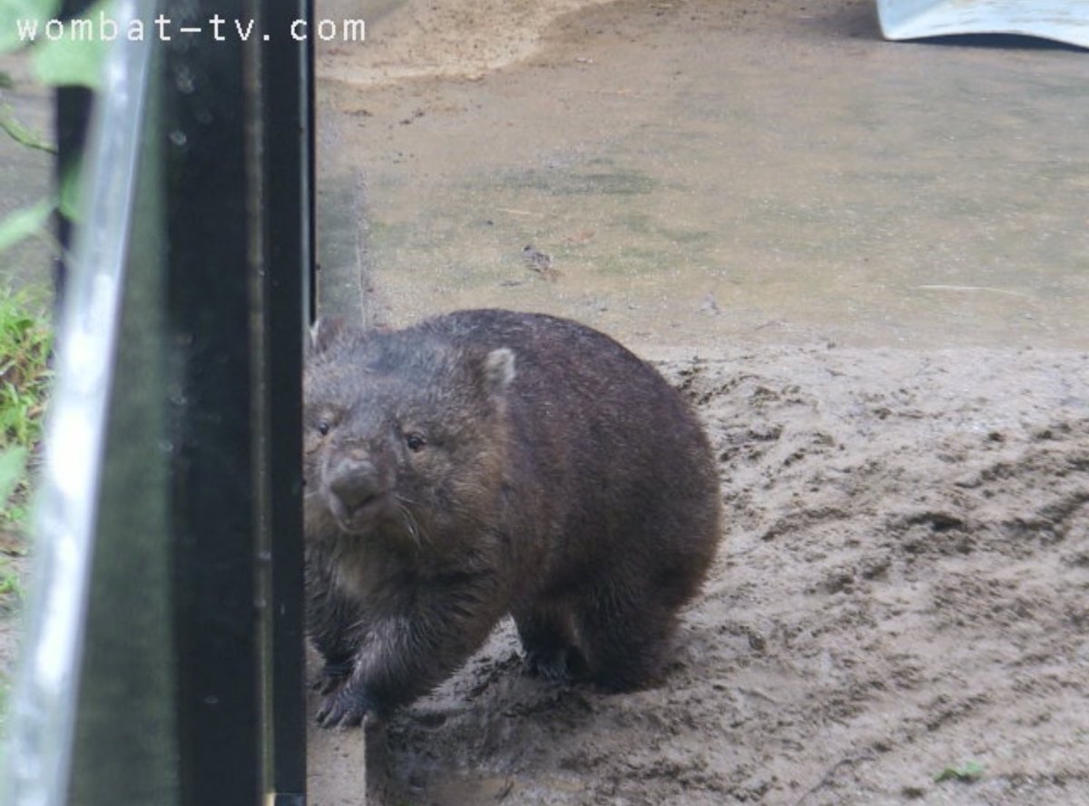 ウォン バット フク