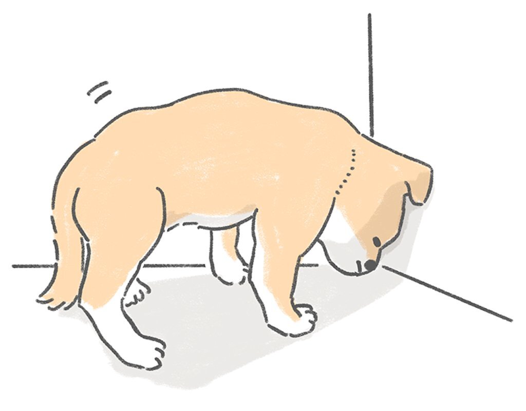 ミカンの皮が犬の認知症に効果？