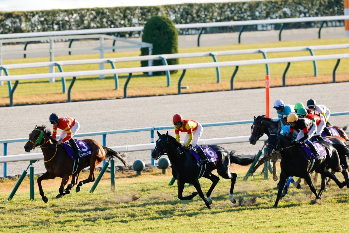 シンリョクカ、引退後はどんな活躍を見せてくれる？