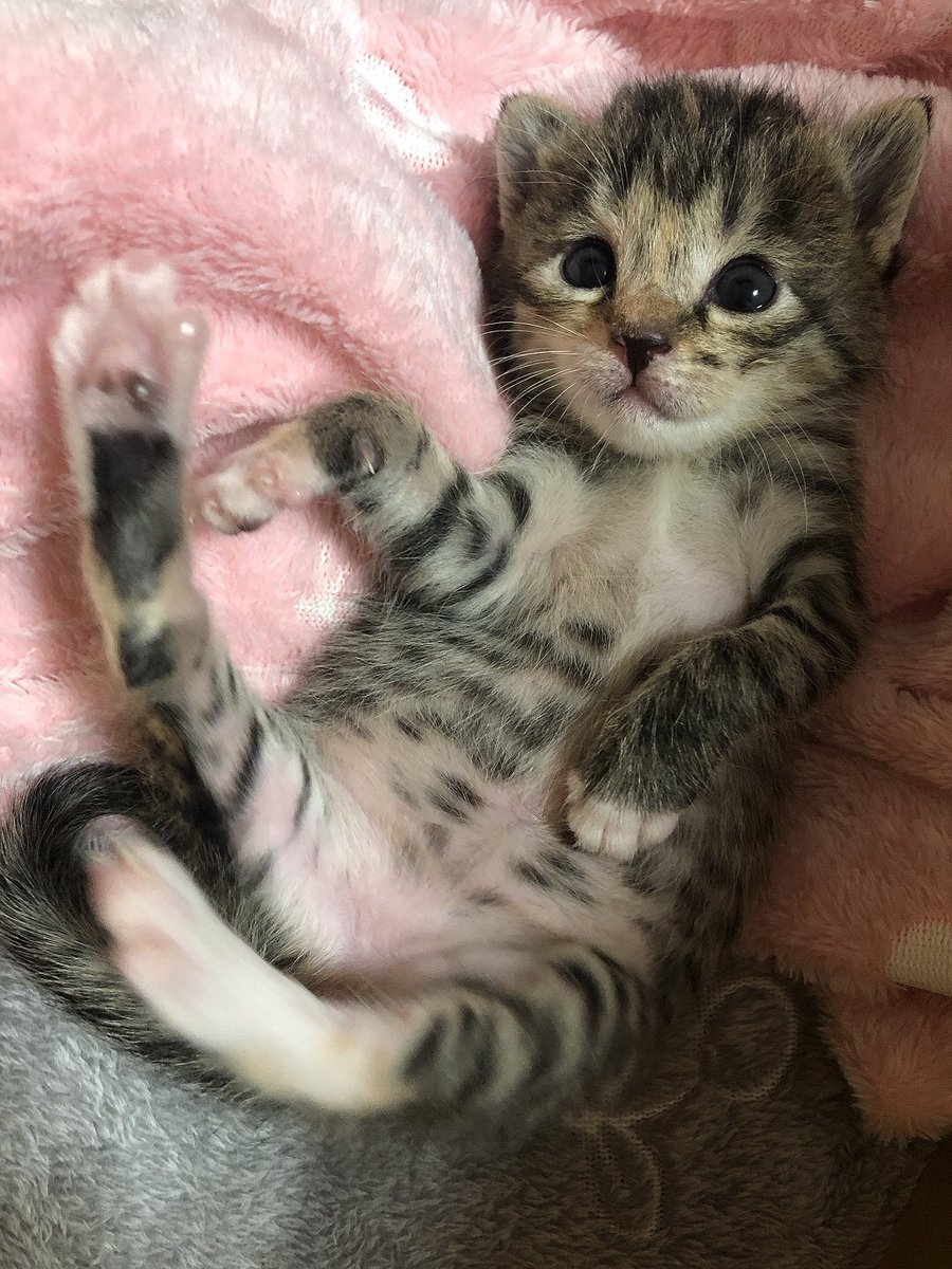 赤ちゃん猫 のtwitter検索結果 Yahoo リアルタイム検索