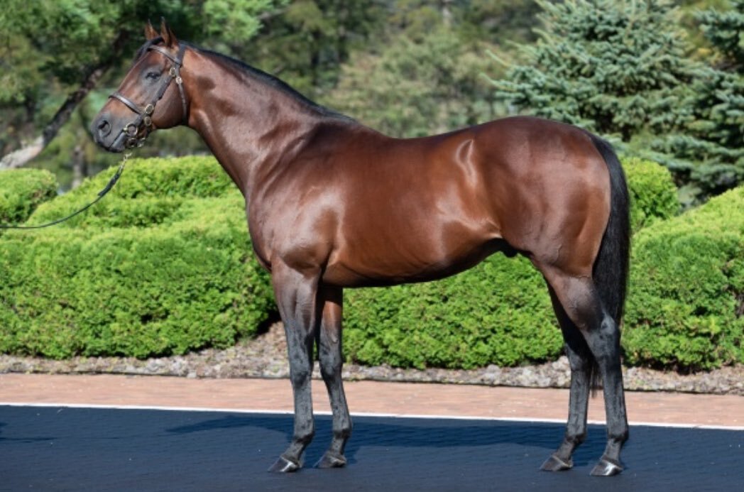 トリリオンボーイ、御影Sで圧勝！ 