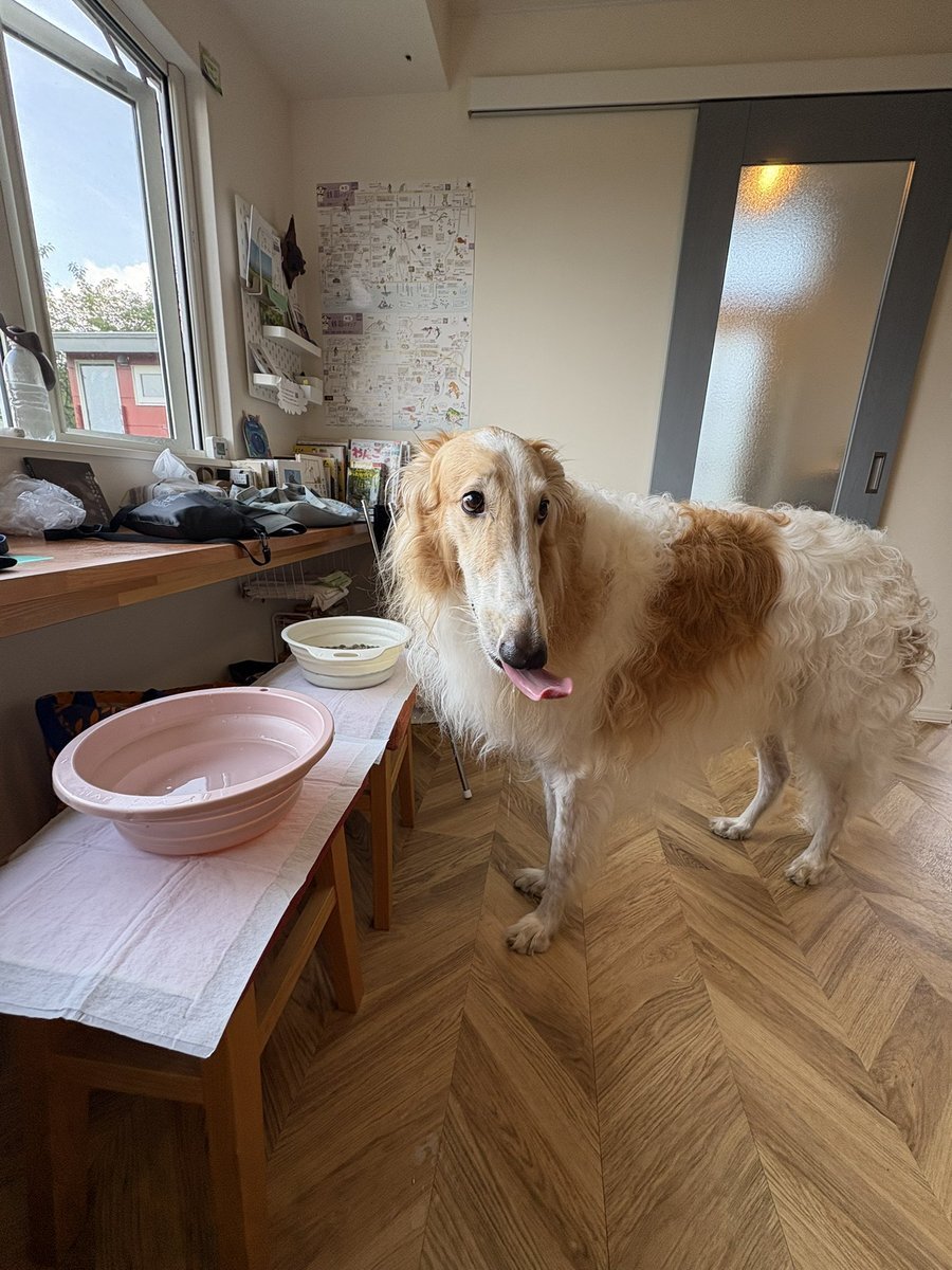 borzoi」のYahoo!リアルタイム検索 - X（旧Twitter）を