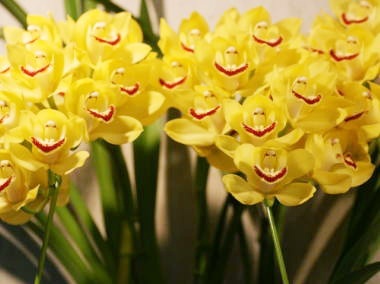 ナボナの日、懐かしさと美味しさでSNSを賑わす