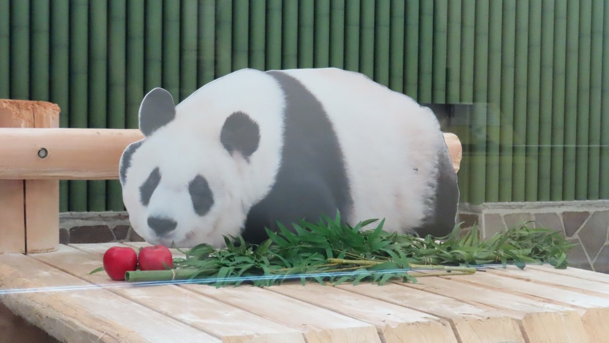 タンタン 王子動物園」のYahoo!リアルタイム検索 - X（旧Twitter