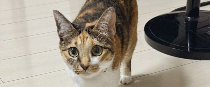 へにゃんこ様❤️オーダーありがとうございます へにゃんこ様❤️オーダーありがとうございます