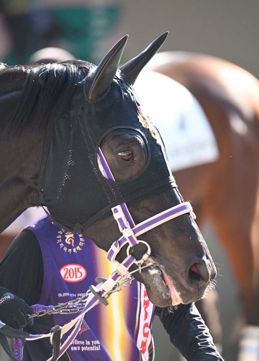 スペシャルナンバー、阪神8Rで2着！馬連的中も続出