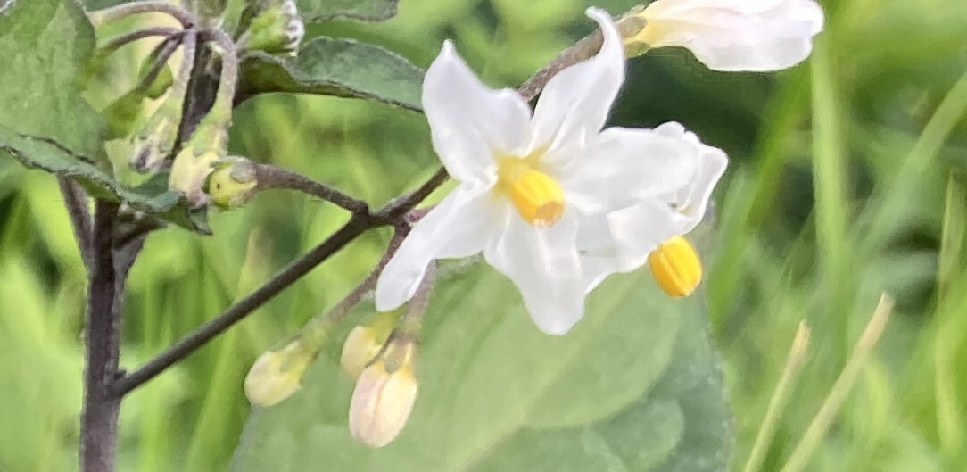 5本指ソックスの日！SNSで着用感や歴史が話題に