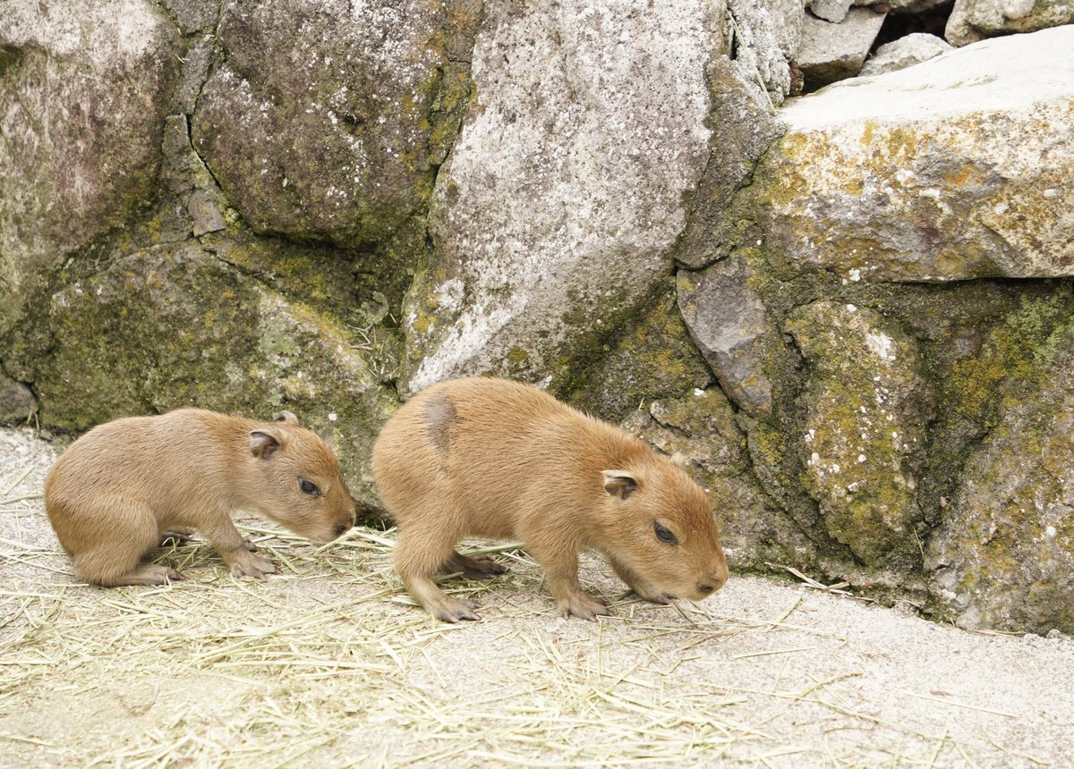 カピバラページ カピバラのかっぴー カピバラのかっぴー - VRoid Hub