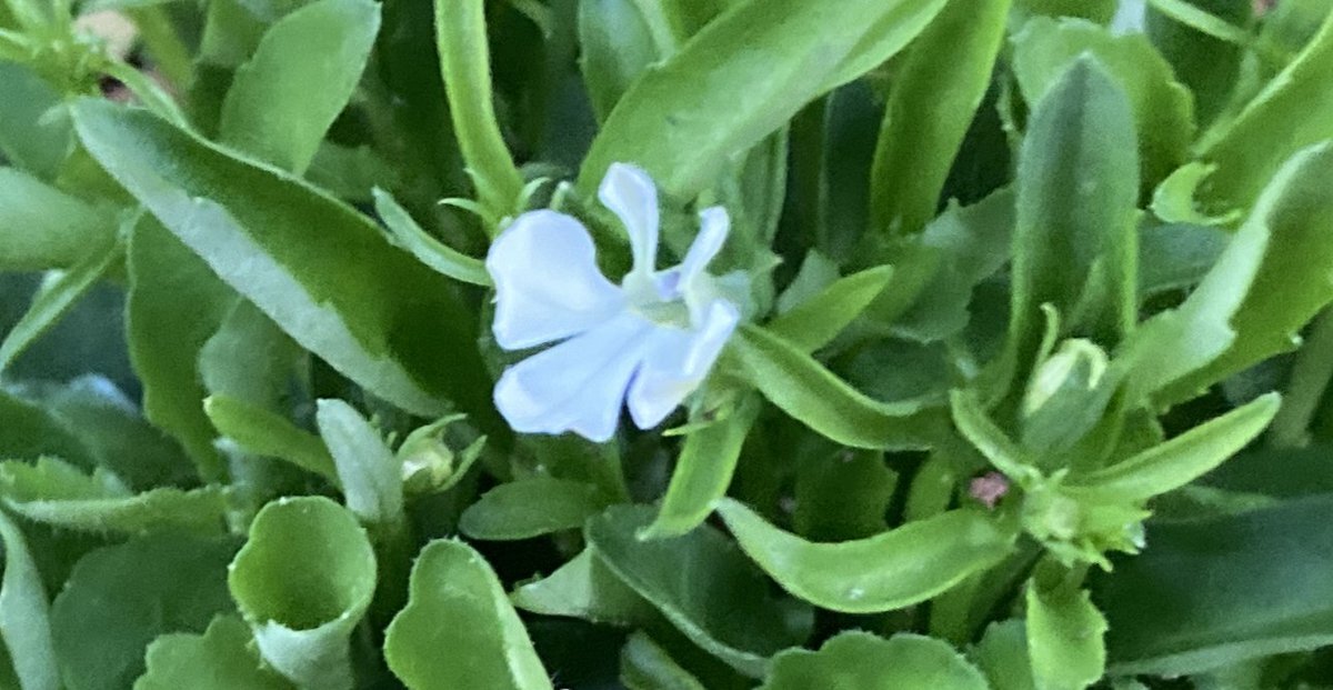 更生保護記念日：SNSで更生への理解を呼びかける