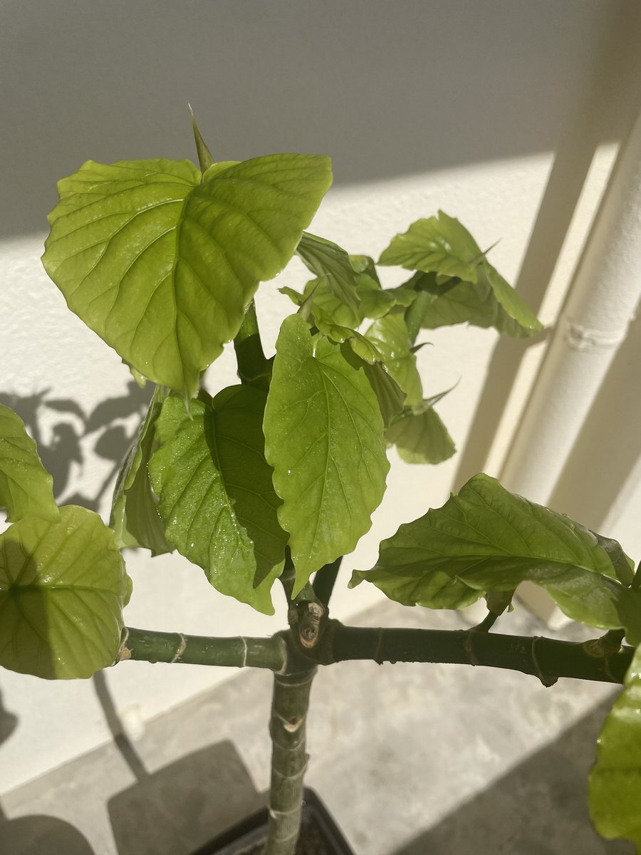 ウンベラータ」のYahoo!リアルタイム検索 - X（旧Twitter）を