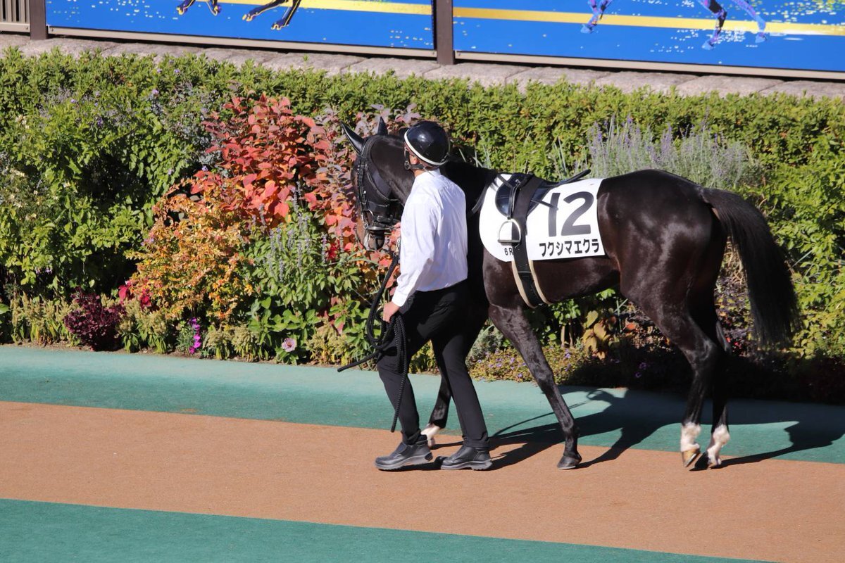 クワイトファイン産駒フクシマエクラ、デビュー戦は殿負け
