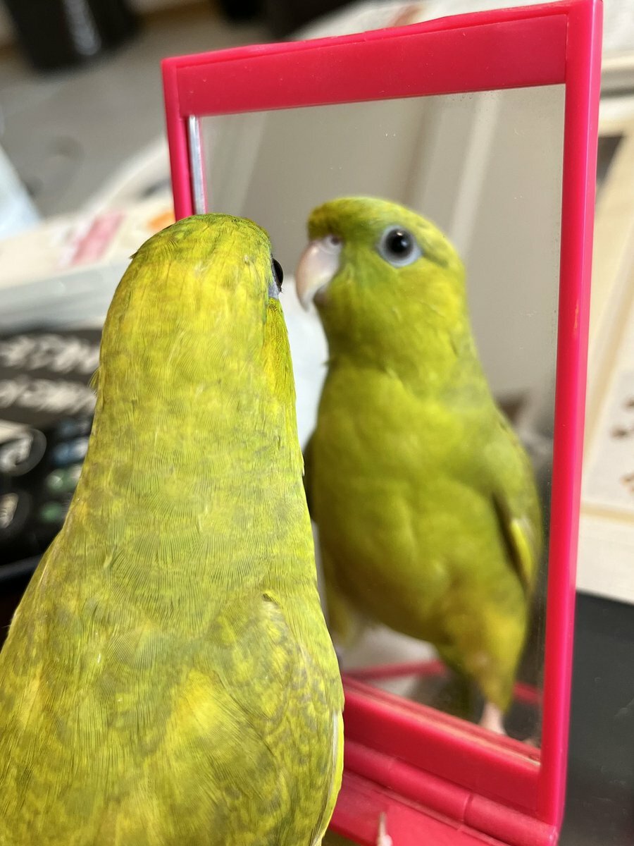 超人気の おだ お纏め購入ページ サザナミインコ チャーム - www