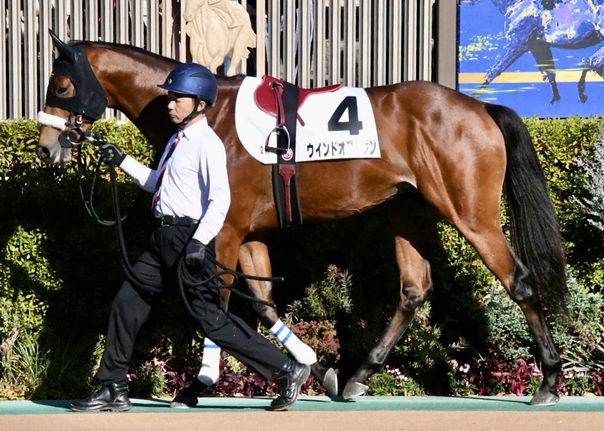 ウインドオブヘヴン、東京競馬場2歳未勝利戦6着！