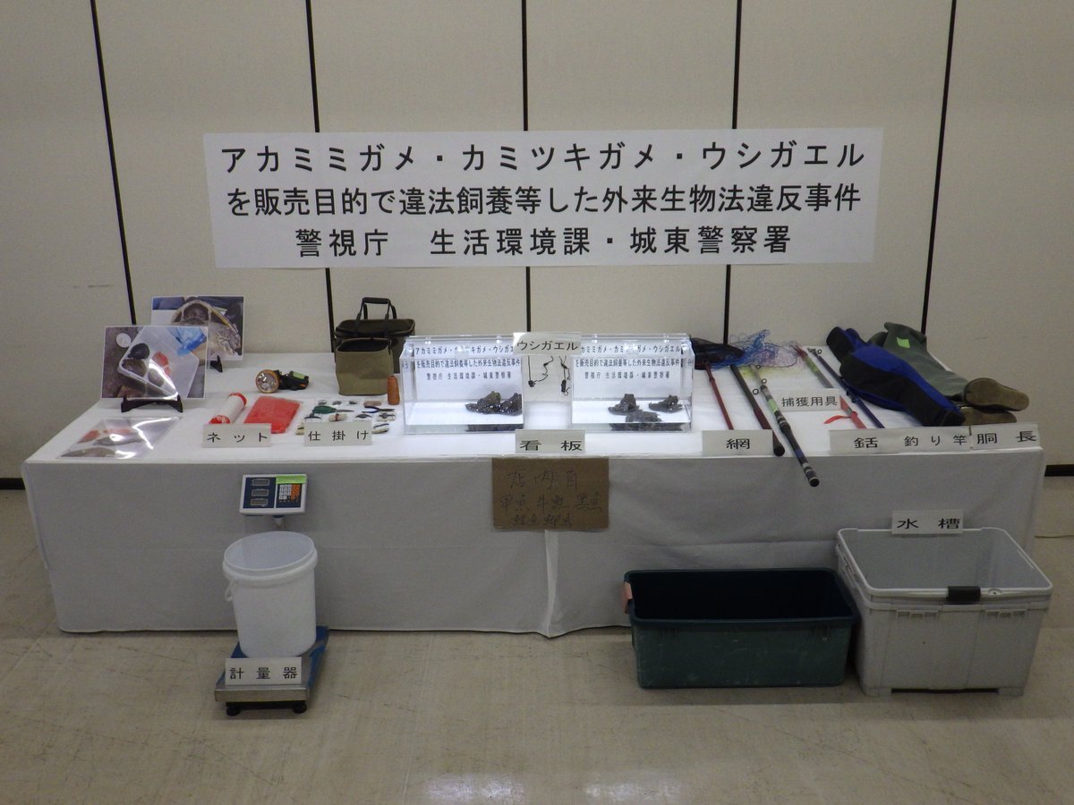 特定外来生物飼育、食品会社社長書類送検