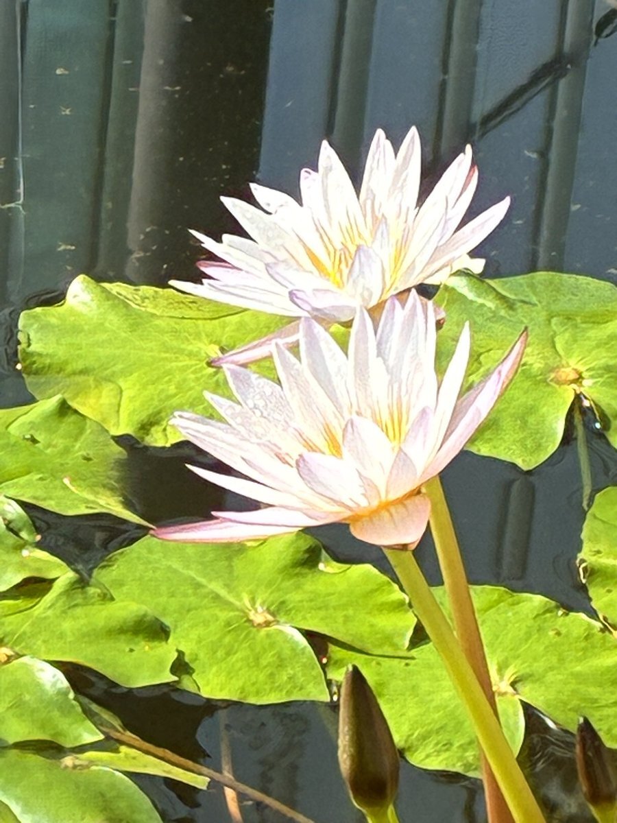 12月20日、大安と一粒万倍日！SNSで幸運を願う声