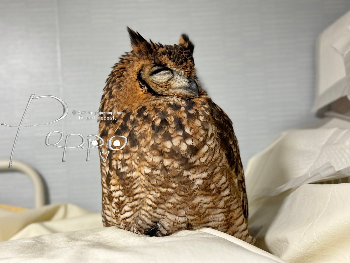 友野一希の演技にファン感動「競技続けてほしい」