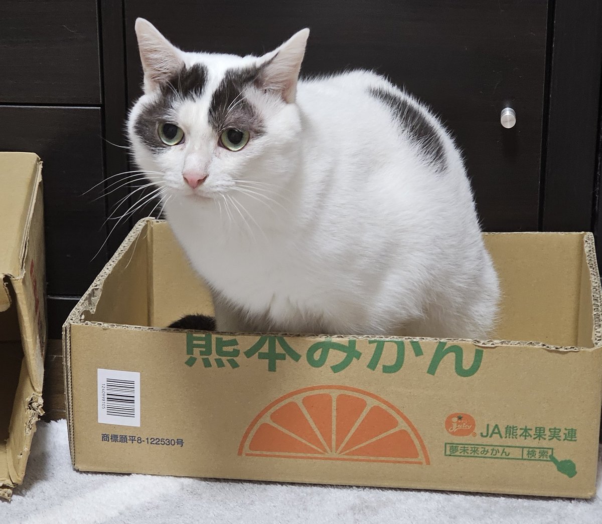 スタバ福袋当選！SNSで喜びの声続出、落選者も 