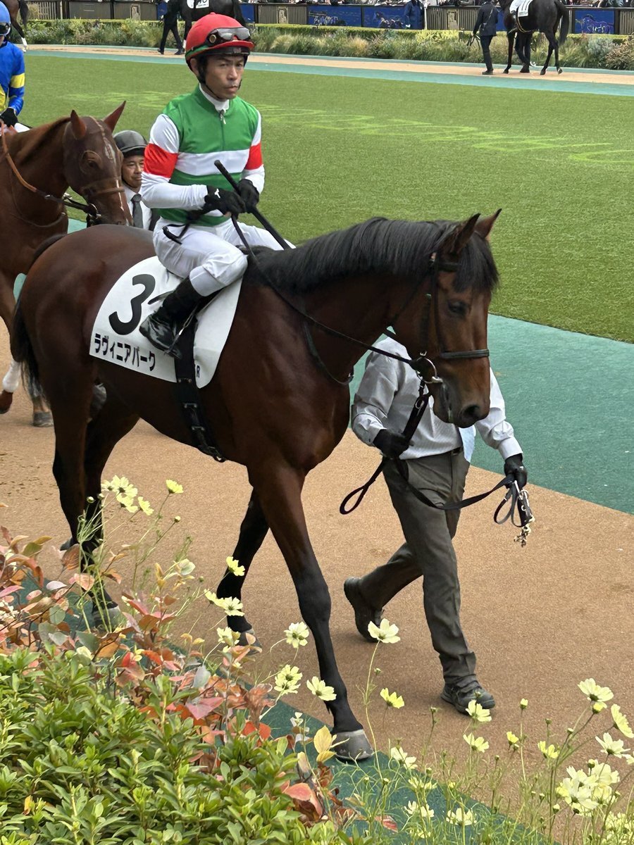 ラヴィニアパーク、デビュー戦は11着  