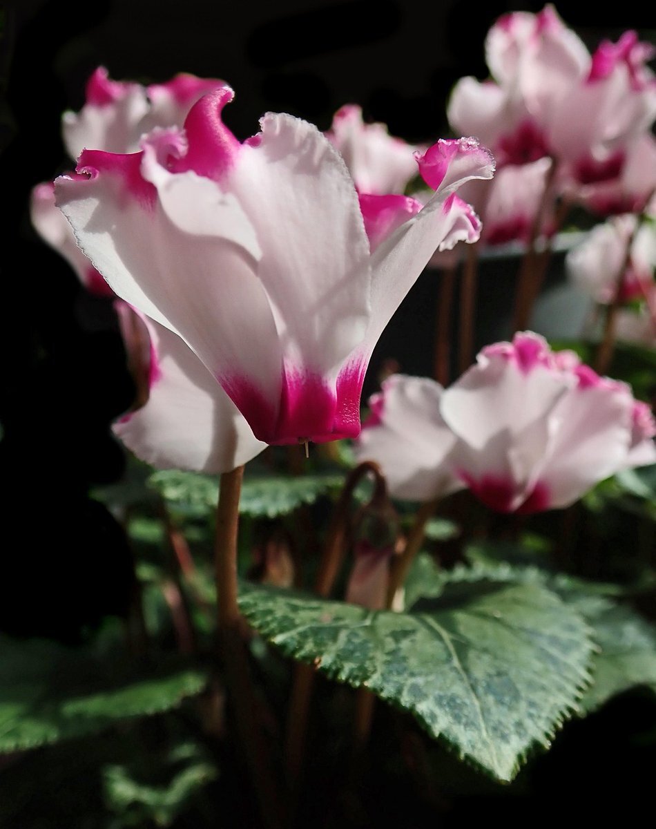 2025年12月23日、SNSで火曜日の朝を迎えよう！