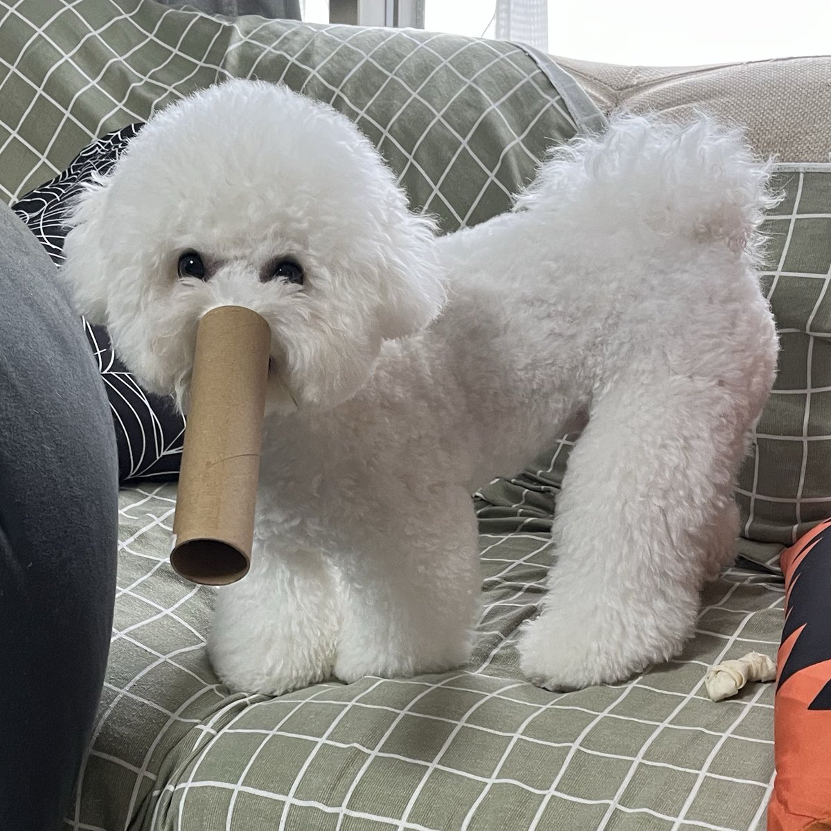 オルフェーヴルさま確認ページ♡ オルフェーヴル」のYahoo!リアルタイム検索 - X（旧Twitter）を