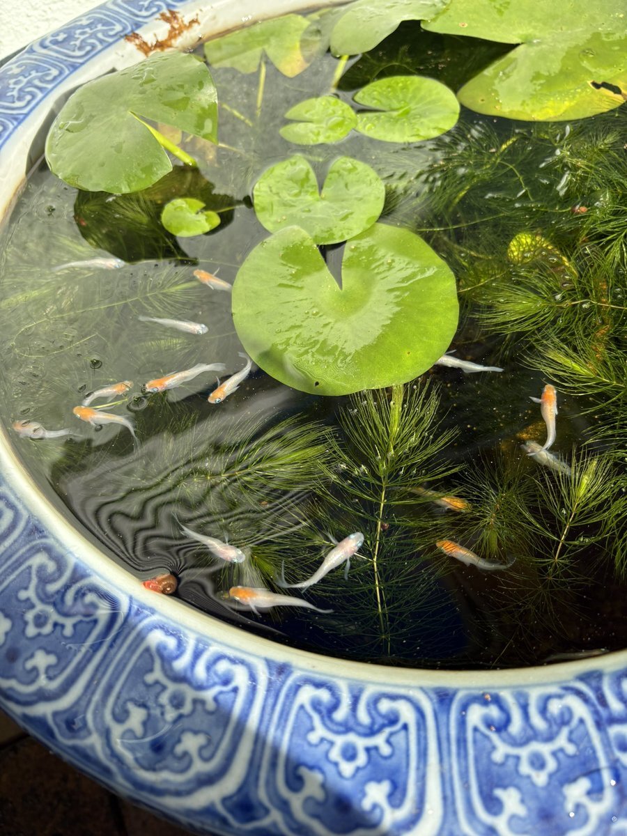 シクラメン」のYahoo!リアルタイム検索 - X（旧Twitter）を