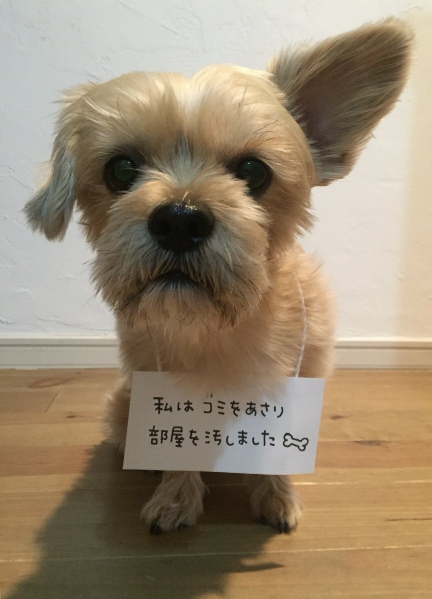 ✳️コメントお知らせサンプルページ 注意お願いいたします‼️ いつもお世話になっている、万座温泉日