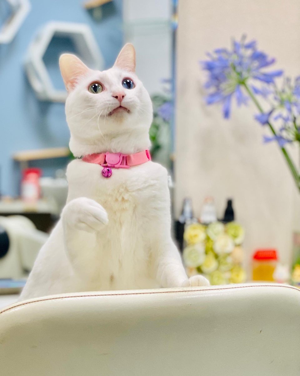 Catsstagram のtwitter検索結果 Yahoo リアルタイム検索