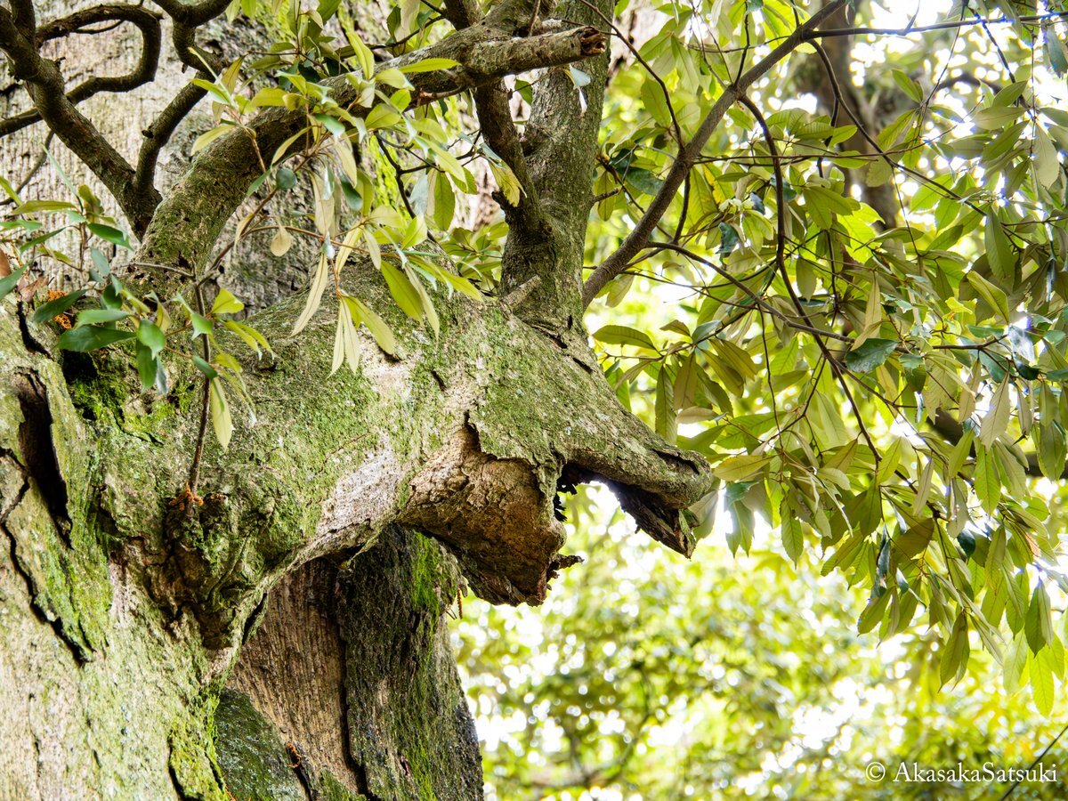 大分県」のYahoo!リアルタイム検索 - X（旧Twitter）をリアルタイム検索