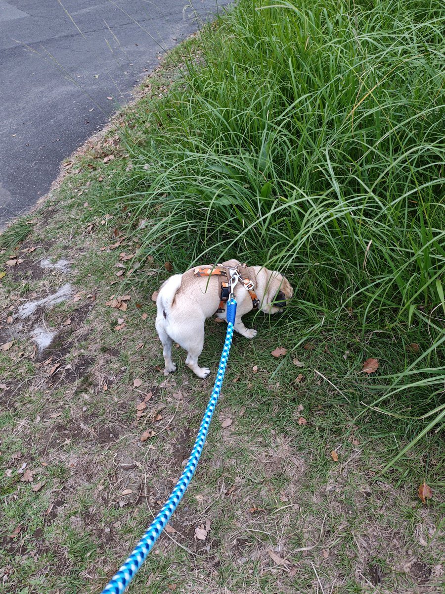 らんくんの配信でファンが熱狂！