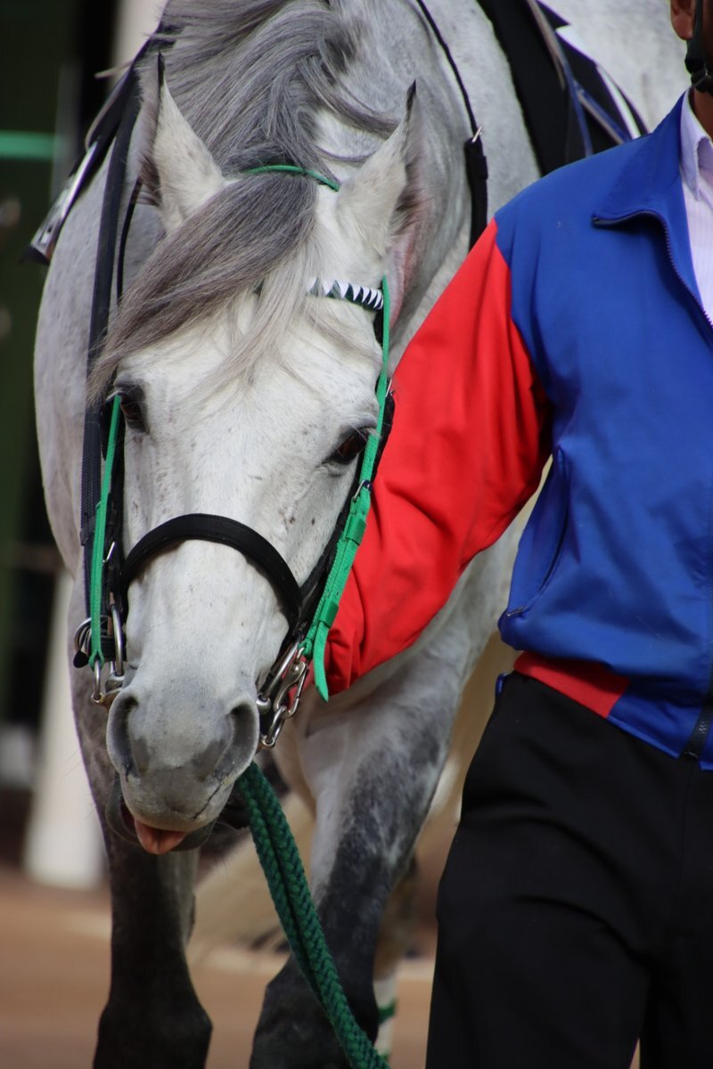 タイキフロリゼル、イルミネーションJSで惜しい4着！ファン「可愛い」の声