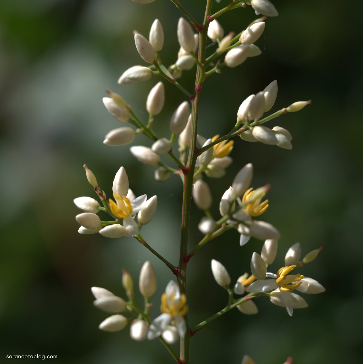 ナンテン誕生花、笑顔と幸せ溢れる一日を願う声