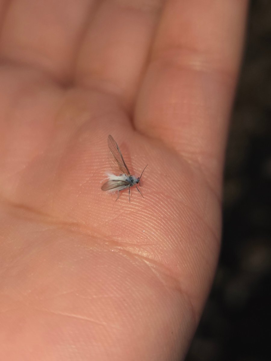 東京で雪虫大量発生！ 冬の訪れを感じる投稿がSNSを賑わす