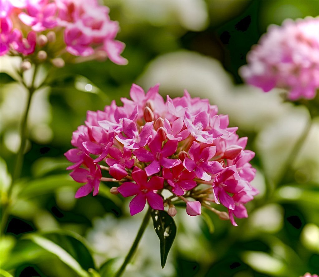 ブバルディアの花言葉でどんなメッセージが込められている？