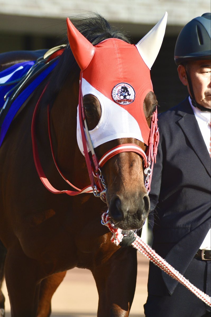 バスラットレオン、テレビで見た？