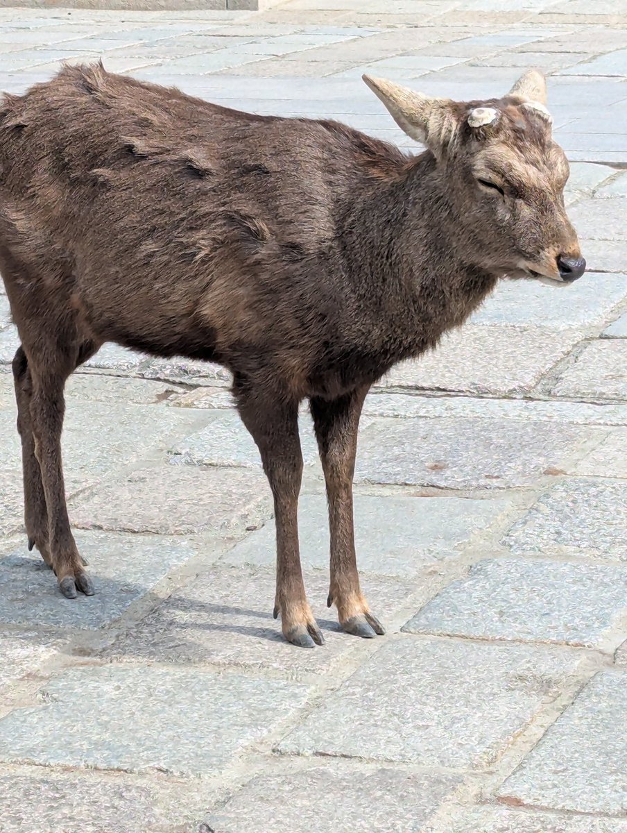 衆議院予算委員会、予算議論の是非が議論に