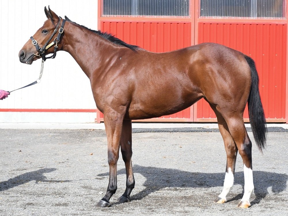 リアルスティール産駒、BCクラシック制覇！