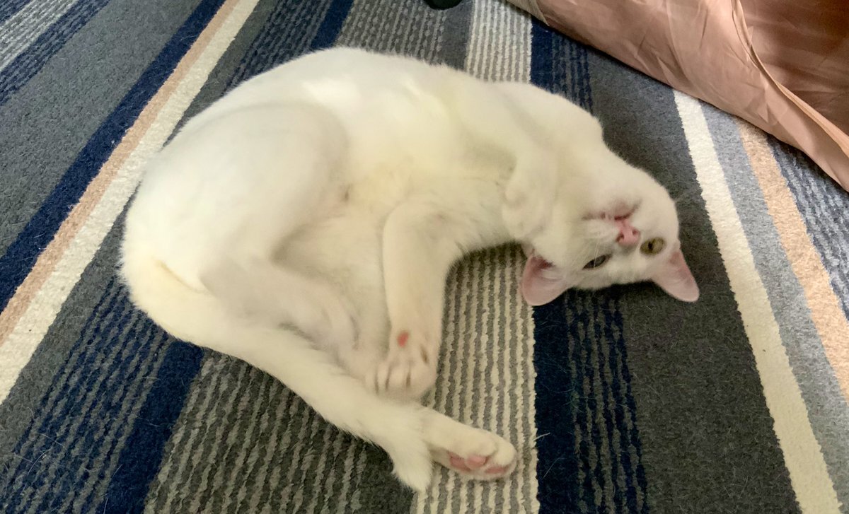 ねこままページ 絨毯」のYahoo!リアルタイム検索 - X（旧Twitter）を
